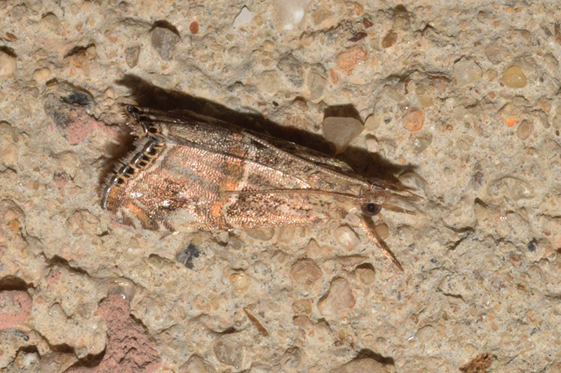 Euchromius cambridgei - Crambidae